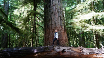 У самой большой ели Даглас на острове Ванкувер