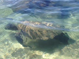 В последний день на наш пляж приплыла огромная черепаха. Ждём новой встречи с ней